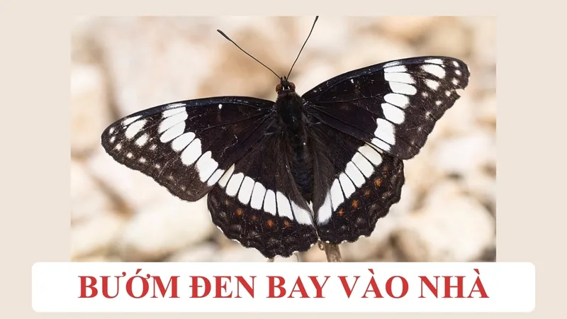 Một số người truyền miệng rằng bướm đen bay vào nhà có thể liên quan đến các con số dân gian.