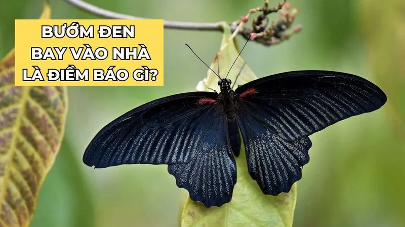 Nhiều người tin rằng bướm đen đôi khi là hình ảnh gắn với sự trở về hoặc nhắn gửi từ người thân đã khuất.