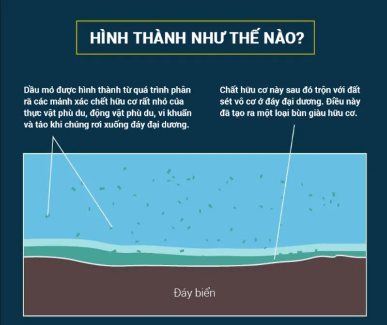 Dầu mỏ được hình thành từ xác sinh vật biển, tảo và vi sinh vật bị chôn vùi dưới áp suất và nhiệt độ cao trong thời gian rất dài.